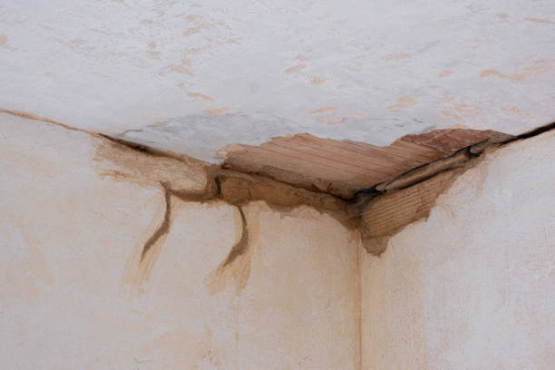 Best Flood damage cleanup  in Mked Tree, AR