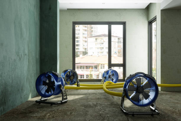 Best Water damage restoration near me  in Mked Tree, AR